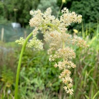 Astilboides tabularis 